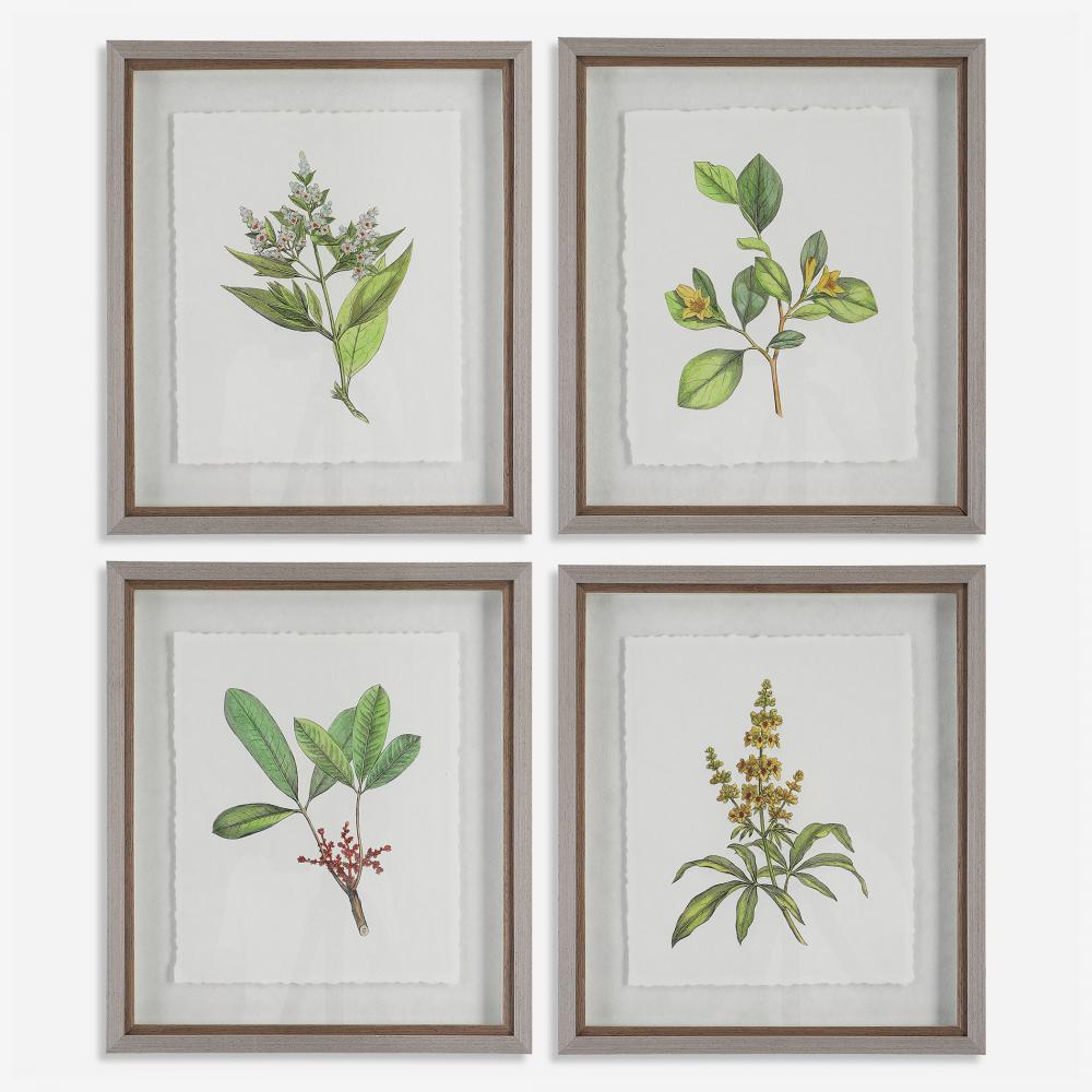Uttermost Wildflower Study Framed Prints Set/4