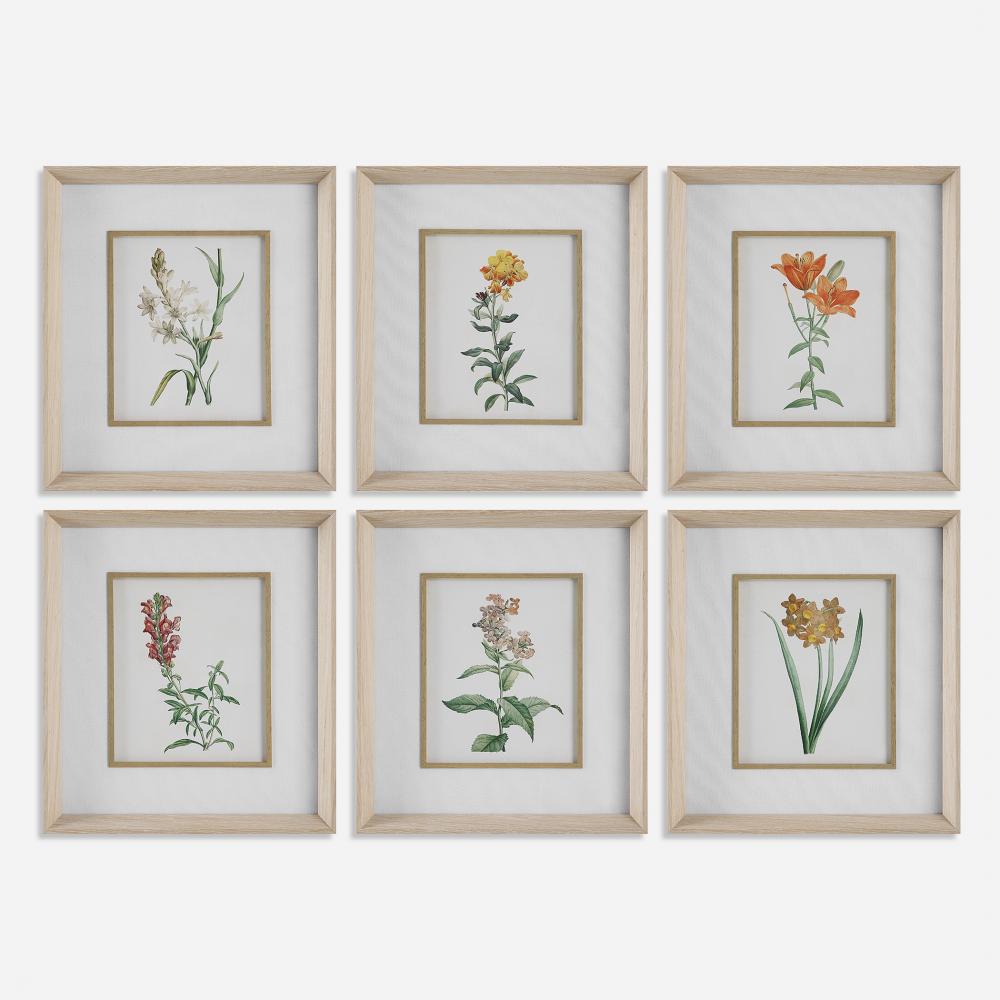 Uttermost Classic Botanicals Framed Prints, S/6